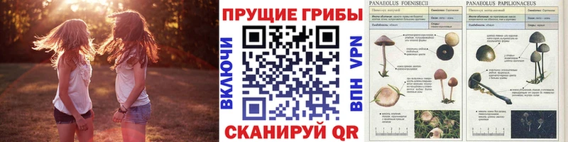 Купить  Исилькуль  Галлюциногенные грибы Psilocybine cubensis 